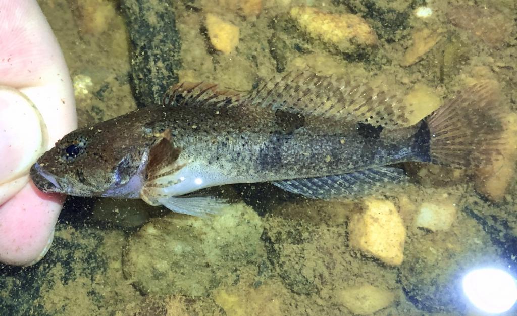 Please add Tallapoosa Sculpin, Cottus tallapoosae